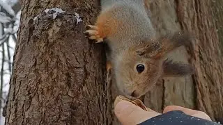 Отойди Чуть Подальше 😂Я Боюсь Тебя #squirrel #comedy #reels #animals #rek #shortvideo #funny #shorts