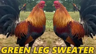 ALABAMA !! Green Leg Sweater SLICK LIZARD FARM
