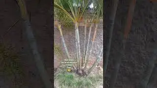 Id&eacute;ias para jardim Palmeira Areca Bambu #ideias #viralshort #@diaadiaemfamiliamg #sitio