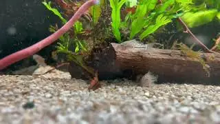 Juli-Panzerwels - Corydoras Hoplisoma julii