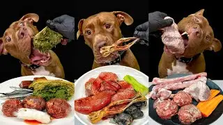 Best of Pitbull Eating Sounds | RAW MEAT | ASMR Compilation