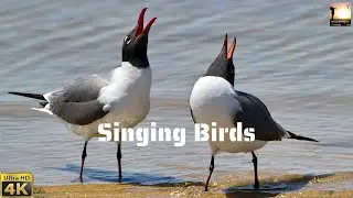 Singing Birds (Worship Song)