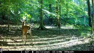 Browning Trail Cameras - Early Season Rut-Time Energy