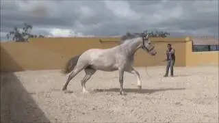 Andalusier P.R.E. Stute 