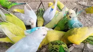 Budgies Parrot Sound | Budgies Parrot Breeding Progress | MUST WATCH #birds #budgies #parrot