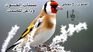 بتبتات الحسون ستخرج حسونك عن صمته حته لو كان صيد جديد 🦅🐥🪶