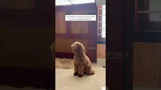 They say time heals everything&hellip; #sadpoetry #sadsong #dogs #dogshorts #moms #poodlecare #mom #family