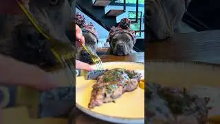 Steak de Ancho com Hortel&atilde; e Manga 🐾 #americanbully