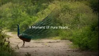 The Majestic Royal Walk 🦚 | Wait for the End ✨ Peacock #Nature #Viral  #NatureLovers #Explore