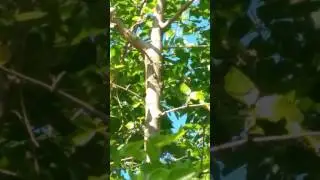 Neotibicen pruinosus wing click response