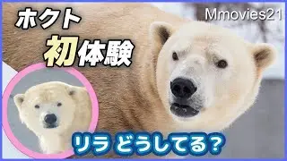 「何してるんだ？」雪下ろしにホクトが警戒・今のリラ〜円山動物園ホッキョクグマ