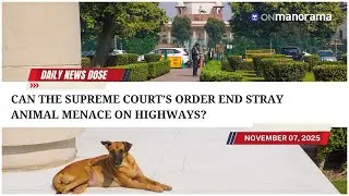 SC orders removal of stray animals from national highways &ndash; What is the order all about?