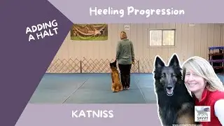 Stationary position, heeling and halts