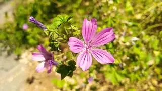Flor de Malva, usos y Elixir Floral.