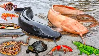Wow! Tangkap Lele Albino Dalam Lubang, Lele Raksasa, Ikan Gabus, Ikan Hias, Ikan Toman, Belut, Ular