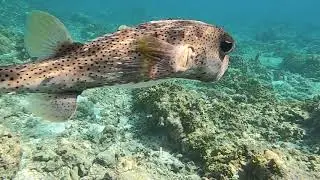 Oblu Helengeli Snorkeling March 2020