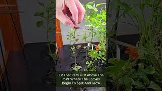 How to Trim Single-Stem Plants in Hydroponics (Peppers, Basil & More) (Beginner Home Farm Guide)