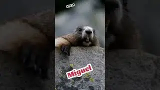 Marmota grita MIGUEL. #2025 #capcut #humor #funny #youtube #shorts #youtubeshorts