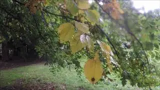 WOLD NEWTON WALK