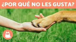 ¿Por qué los PERROS ODIAN que les toquen las PATAS? 🐶🐾 (6 Razones)