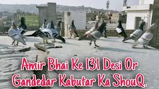 🔥 Amir Bhai Ke 131 Desi Kabutar | Gandedar Collection | Zabardast Shouq 🕊️