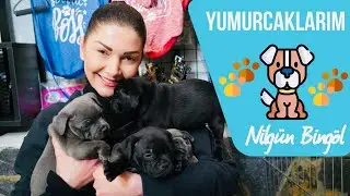 İngiliz Staffordshire Bull Terrier Yavruları İle Bir Günüm  | Enerji Bombası Bu Irk Çok Sevecen Vlog
