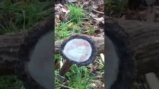Deer antler shedding