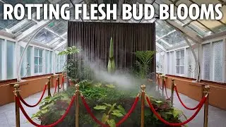LIVE: Ultra-rare 'Corpse Flower' that stinks of ROTTING FLESH blooms for first time in 15 years