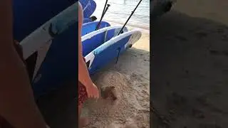 Собака, которой лучше всех #dog #chill #phuket