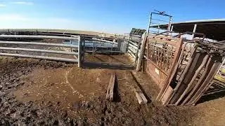 Branding calves with a squeeze chute