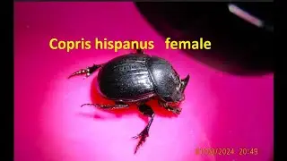 Copris hispanus   female   by  Theo