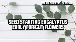 Seed Starting Eucalyptus EARLY for Cut Flowers | Zone 6 Micro Flower Farming 2026
