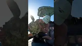 Rescuing A Floating Turtle