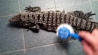 My itchy shedding Tegu