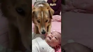#Dog can't wait to play with this #baby
