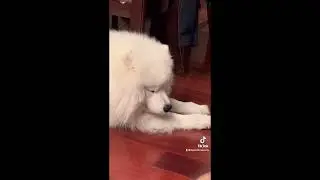 Bao zi the samoyed compilation #1