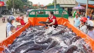 Use 3-Wheel Truck To Buy Many Big Catfish (150kg) from Villager and Goes To Country Market Sell
