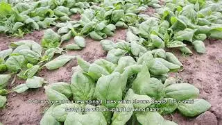 Spinach | Digital Open Day 2020