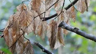 Leaves Foliage Withered Grey Branch Tree Autumn | Free Full HD Video - no copyright