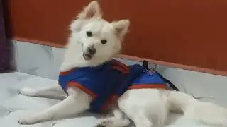 dog analglands treatment/cleaning|| Hairfall treatment ||fungusinfectiontreatment|| AR Entertainment