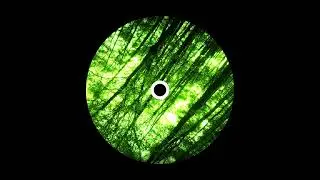 cemetery blunts (jungle edit)