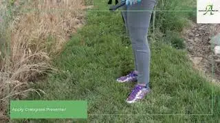 How To Kill Crabgrass and Prevent It From Returning | Absolute Lawn Pros