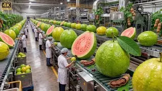 How Guava Juice Is Made in Factory | Complete Manufacturing Process