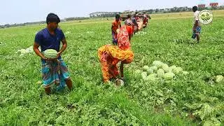 Watermelon Harvesting || Village Green Media #villagegreenmedia