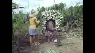 Motor de sisal em Araci na Bahia