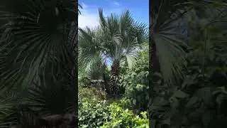 Reid's Palace Garden Meditation Walk