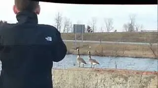 Duck (Goose) Commander in action.