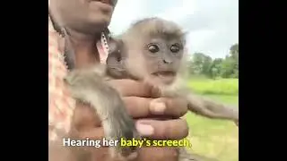 Baby Monkey Reunited With Mommy🐵