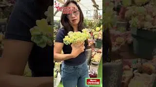Одинаковый булавовидный куст, но разное воздействие солнца &mdash; и посмотрите, какая разница 👀☀️🌤️&rdquo; #...