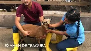 Examen Clínico de los Ovinos de Pelo - Parte I